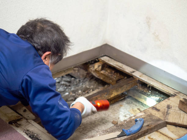Best Mold Testing  in Lebanon, IL