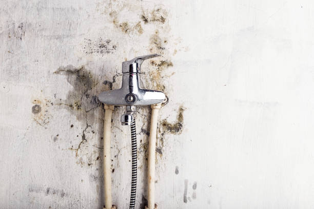 Best Mold Remediation Experts  in Lebanon, IL