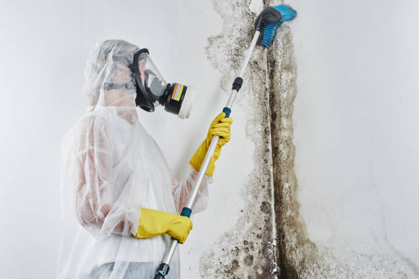 Best Residential Mold Removal  in Lebanon, IL