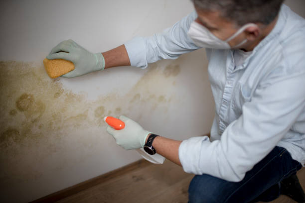 Best Mold Remediation  in Lebanon, IL