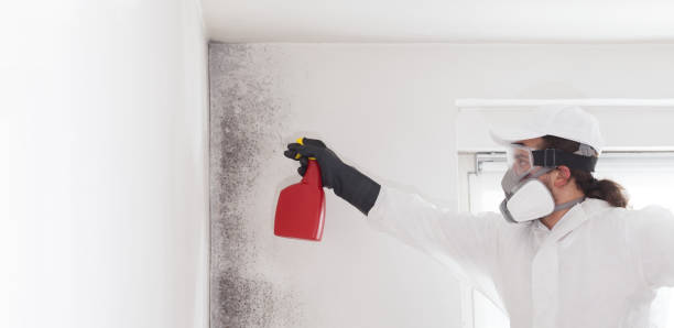 Best Fast Mold Removal  in Lebanon, IL