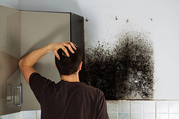 Best Office Mold Removal Services  in Lebanon, IL