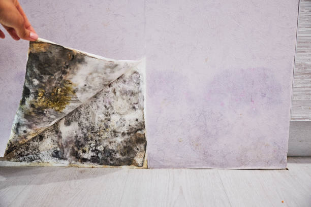 Best Toxic Mold Removal  in Lebanon, IL